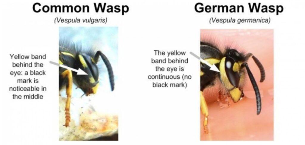german wasp vs common wasp