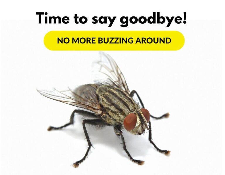 Owl Pest Control Dublin can help you to get-rid-of-houseflies