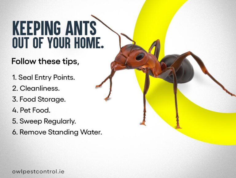 keeping-ants-out-of-your-home