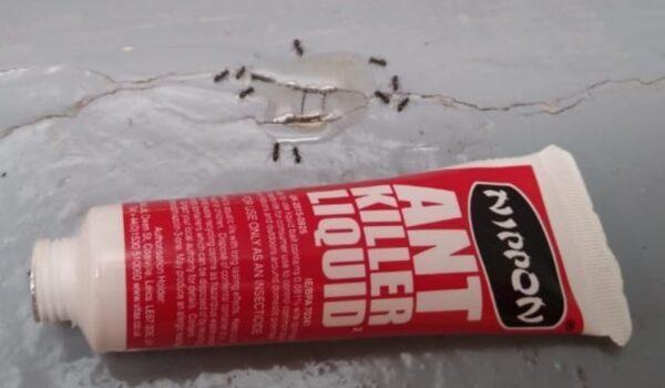nippon-best-ant-killer-gel-owl-pest-control