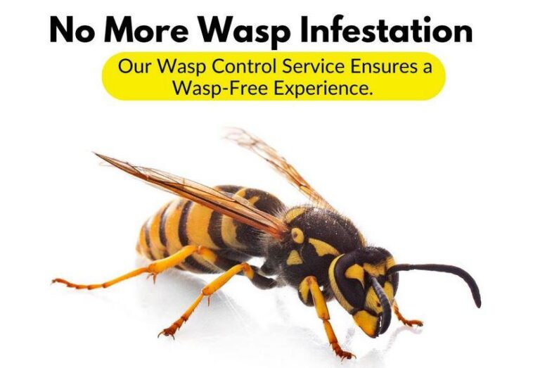 no-more-wasp-infestation