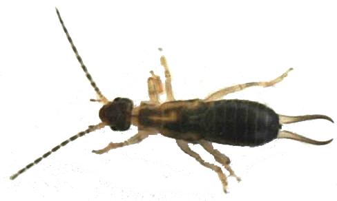 earwigs in house ireland