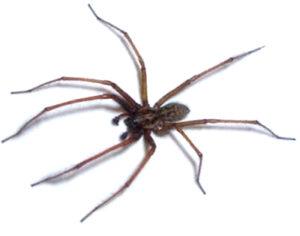 owl pest control Common House Spider