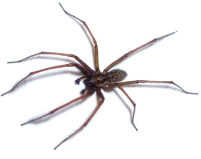 Get Rid Of Common House Spider - Owl Pest Control