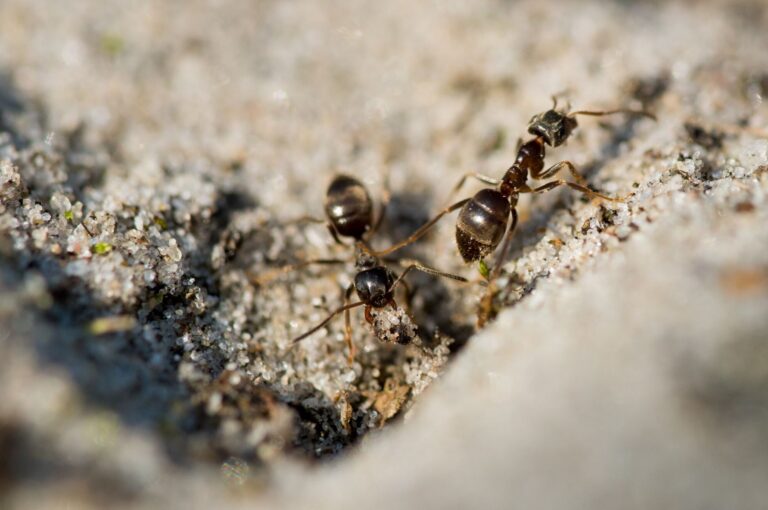 pest-parade-ants-walking-on-the-ground