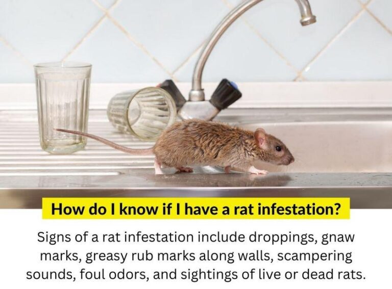Owl Pest Control Dublin can help you with identifying signs of rat infestation