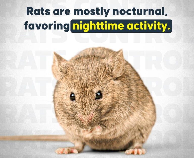 rats-nocturnal