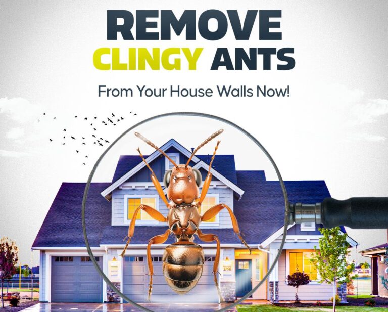 remove-ants-from-home
