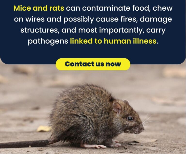 rodents-carry-pathogens