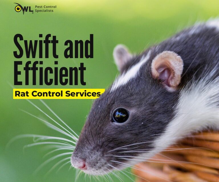 swift-and-efficient-rat-control-service