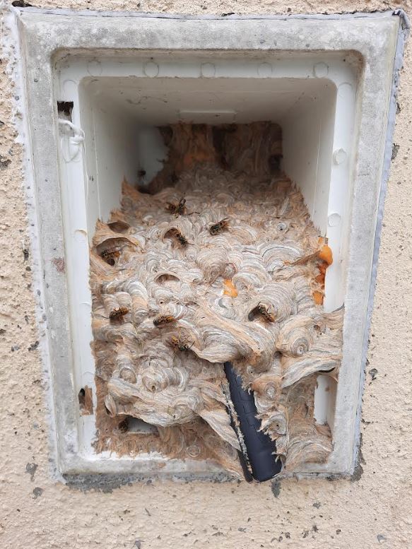 wasp nest in cable box