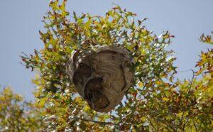 Owl Pest Control Dublin - wasp nest removal dublin