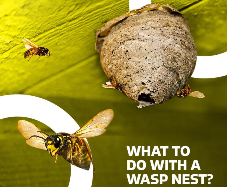 what-to-do-with-a-wasp-nest